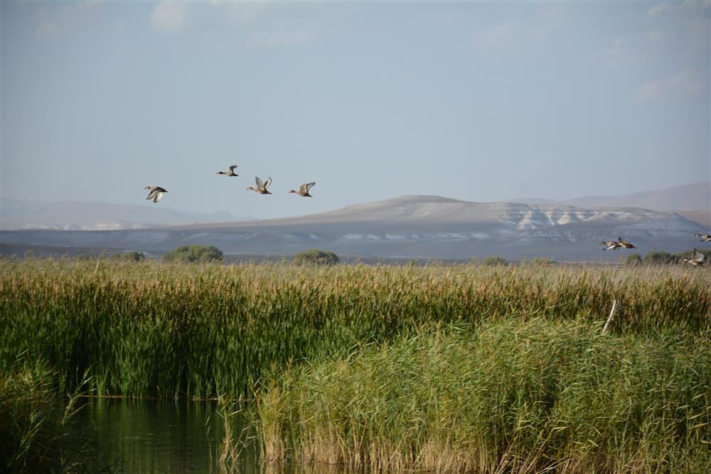 Balıkdamı Kuş Cenneti (Sivrihisar)2