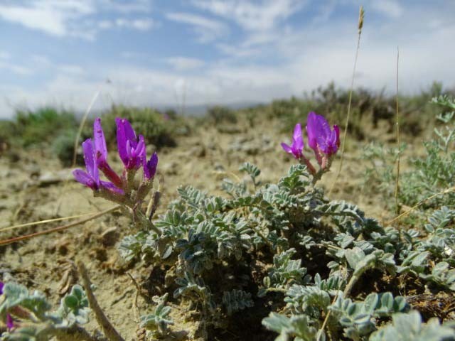 Murat Dağı Geveni (Astragalus Muratdaghensis)