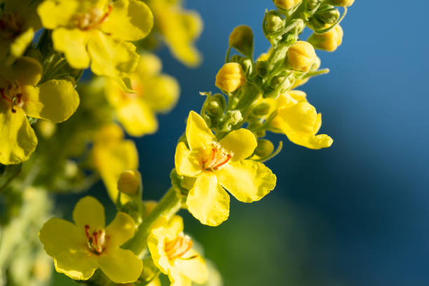 Sığırkuyruğu (Verbascum)