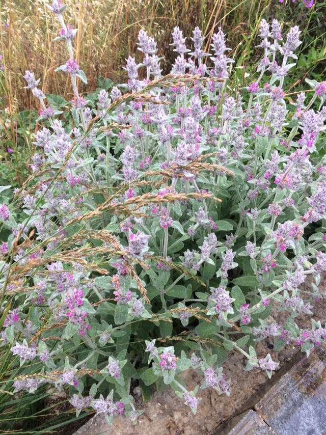 Stachys Cretica 136903491