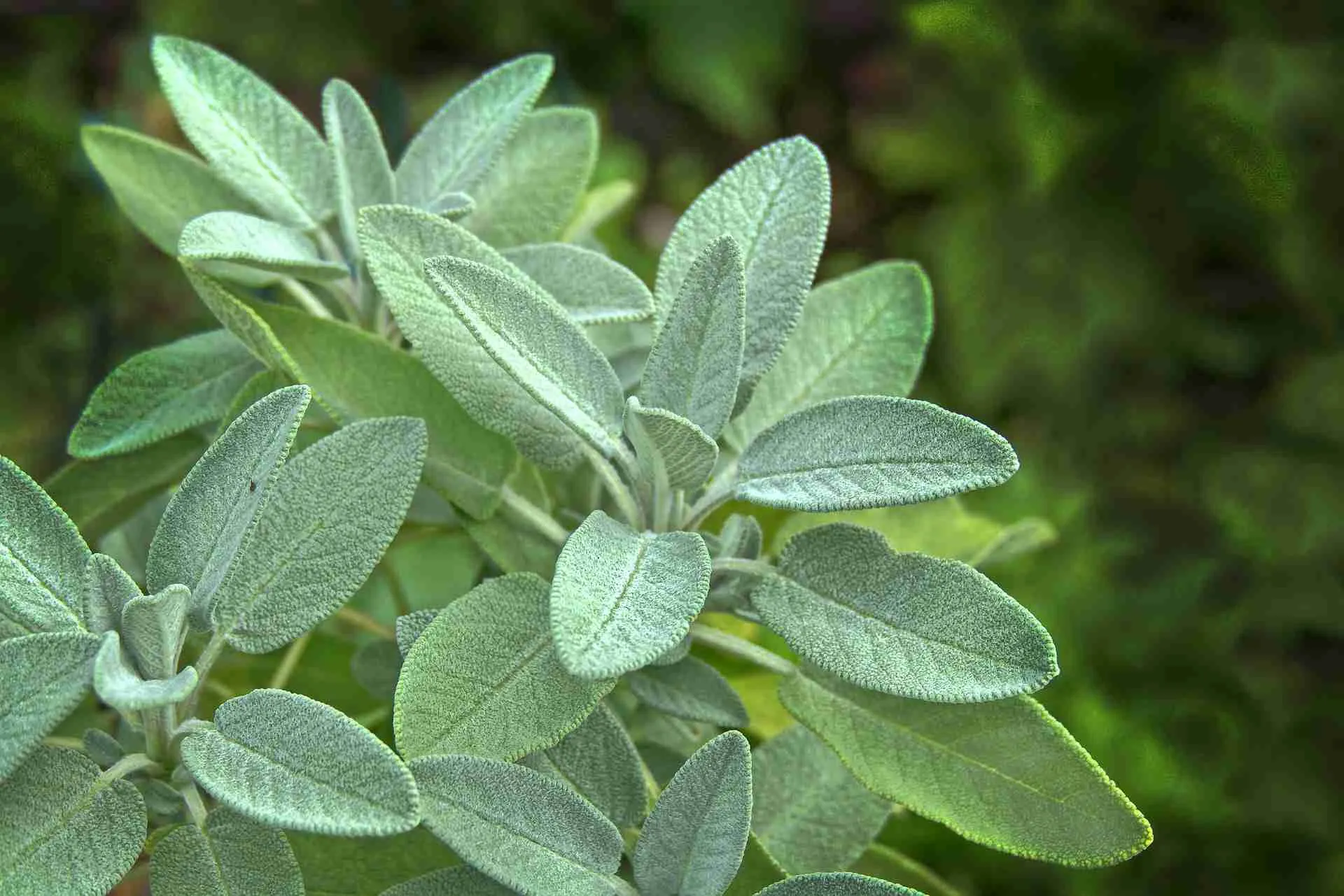 Cop Salvia