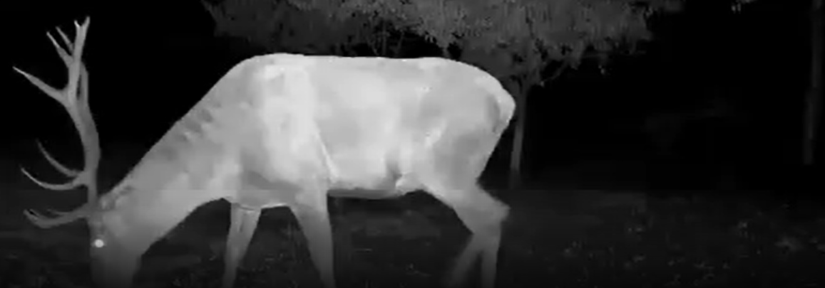 Gyk