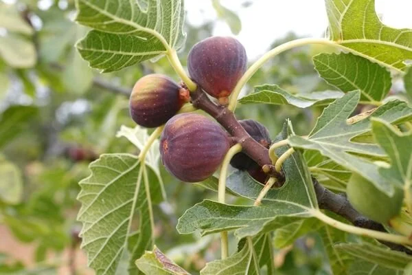 Incir Nerede Hangi Kosullarda Yetisir