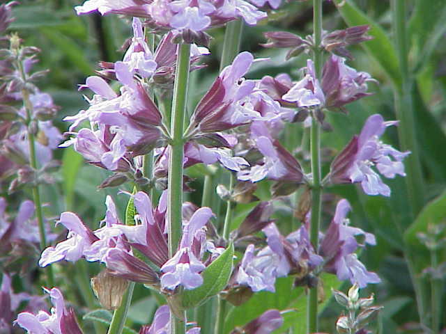 Salvia Officinalis0