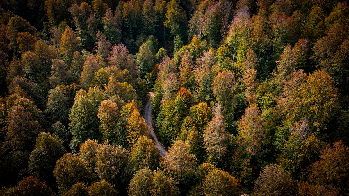 Domanic Daglarina Sonbahar Sis Bulutuyla Geldi 896Df61