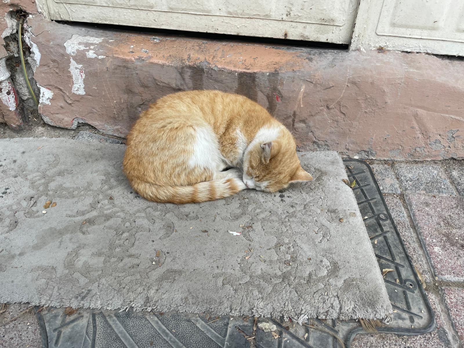 E9612Af8 2498 4929 Ab1A F1833B570Afb