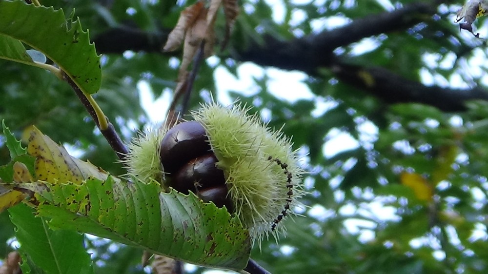 Turkiye Patent Enstitusunun C2018 114 Dosya Numara 1589528725155