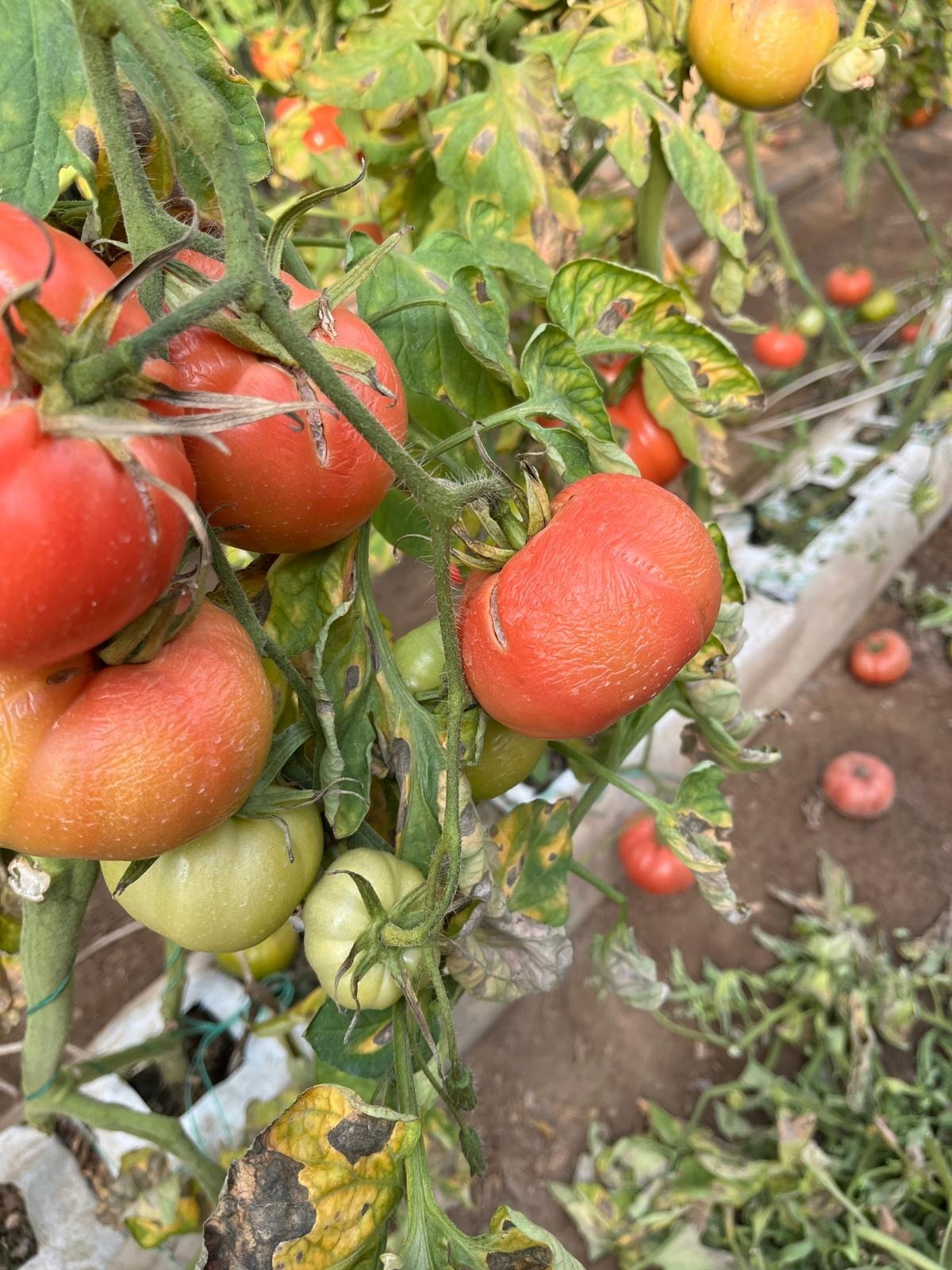 2E9278A8 B39F 449A B626 Be4F66F4Af25