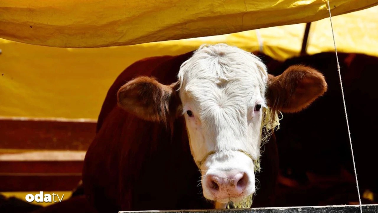 4Da45Dc2 3Ed5 4B88 80D7 A025C74F78C4