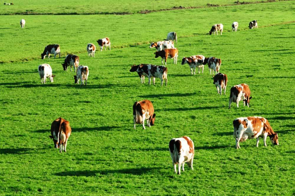 6F404A6E 1Fda 4341 9F5A Ea88C60Aa3E6