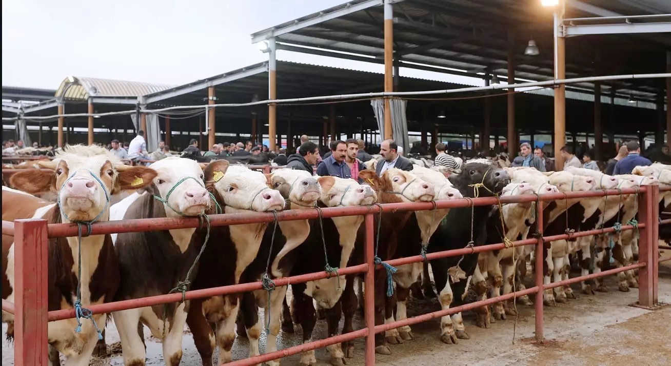 9Bddfa3B 44E1 428E 9D39 6Ba59D4C16A1