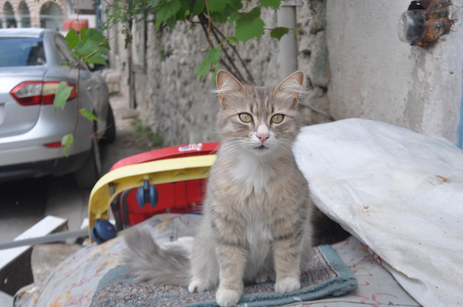 087B1D91 8998 497A 87Fa 4027D18Ca09E