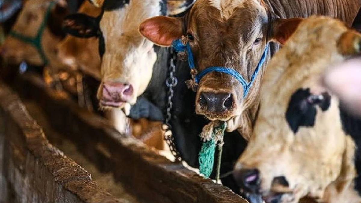 2026 Kurban Bayrami Tatili Kac Gun Ne Zaman Bayram Tatili 9 Gun Olacak Mi 1200X675 Q D Y D T A J Y Z Z