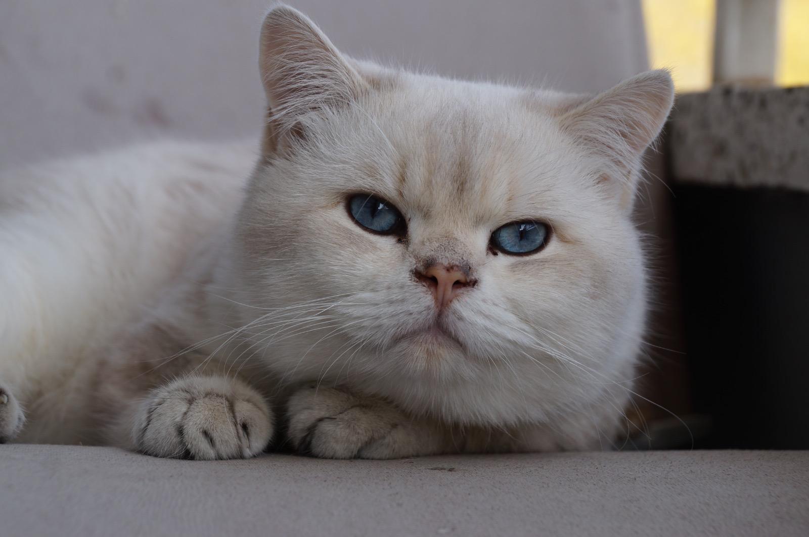 Aae5A43E E0B6 4A40 9776 75B1Ec83Fa92