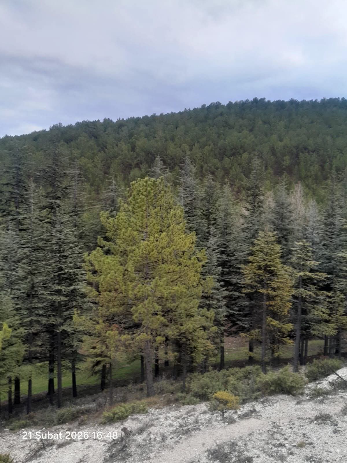 Ef411A77 9D3E 42Db 8722 75378Eb9Ef3F