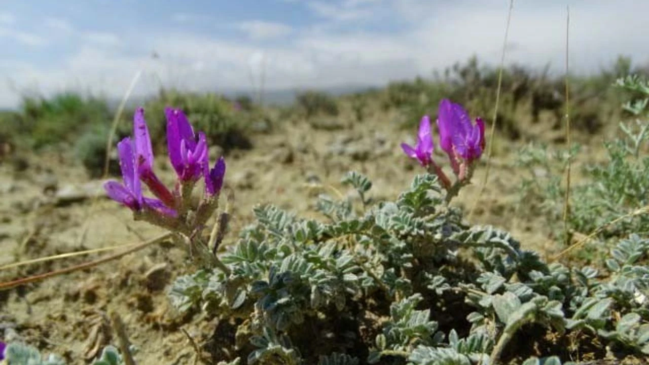 Murat Dagi Geveni Astragalus Muratdaghensis