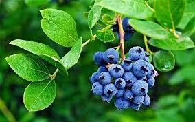 6E952012 8D9F 4171 Bebe 215872401F1E