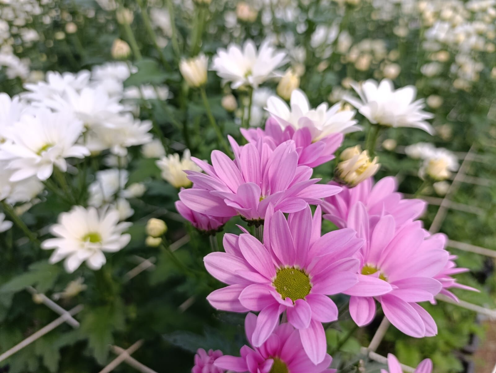 Bf4226Ad 170B 4891 8Ec5 844C2069B97F