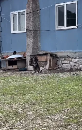Dulkadn3