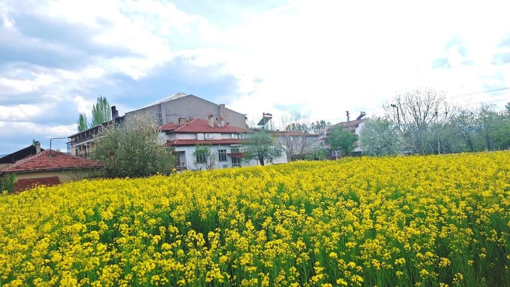 Kanolatarla